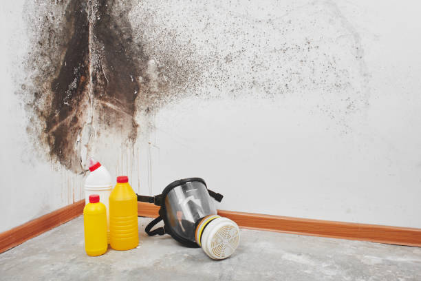 Dublin, TX Mold Removal Company