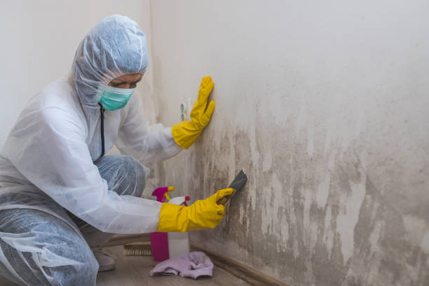 Best Certified Mold Removal  in Dublin, TX