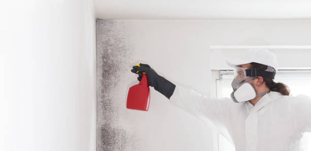 Trusted Dublin, TX Mold Removal Experts