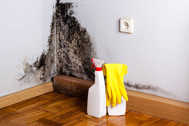 Best Mold Testing and Removal  in Dublin, TX