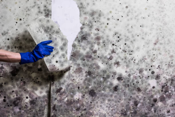 Best Emergency Mold Removal  in Dublin, TX