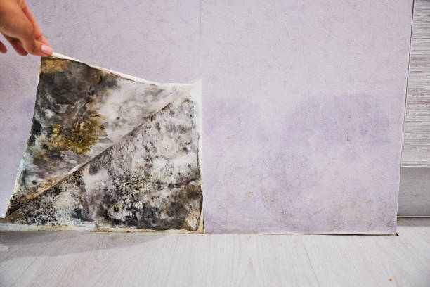 Certified Mold Removal in Dublin, TX